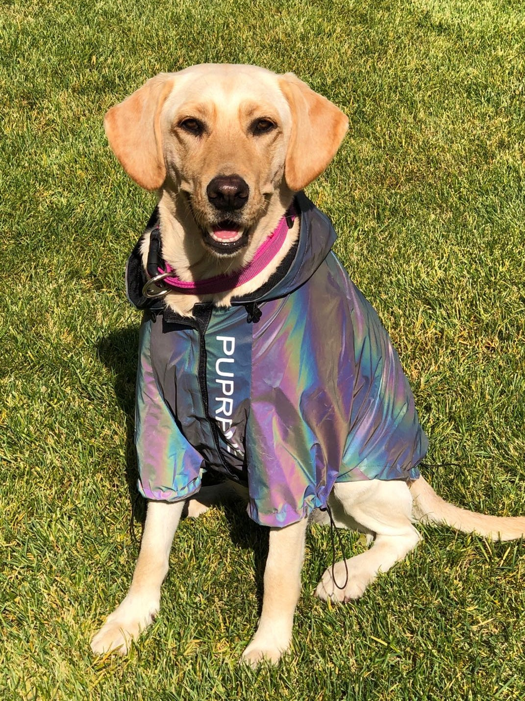 Vêtements pour chiens réfléchissants microcristallins