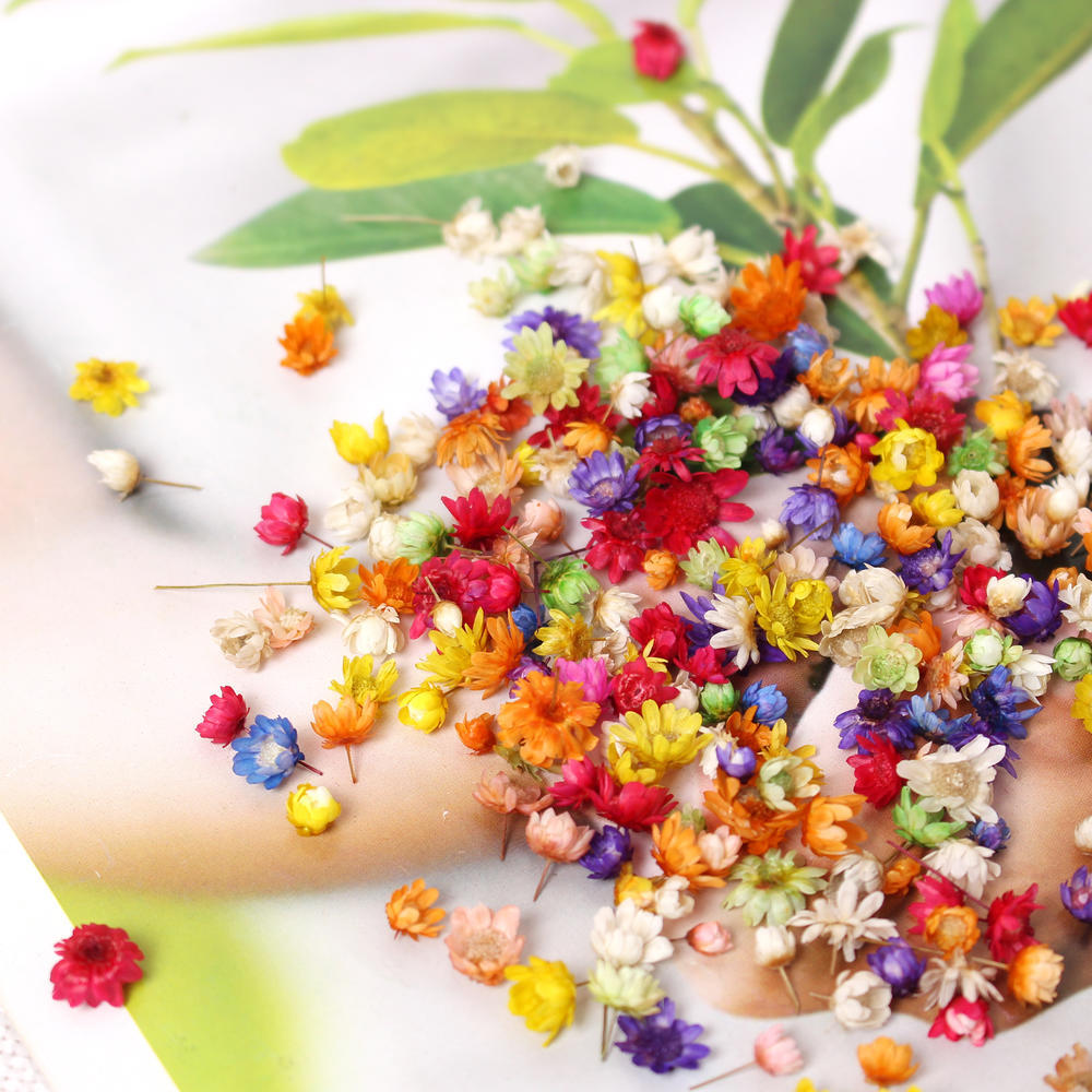 200pc Real Dried Flowers For DIY Art Craft Epoxy Resin Candl