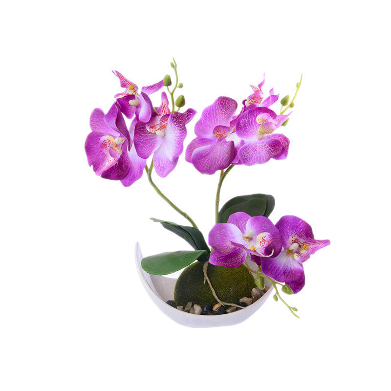 Decorative Plants