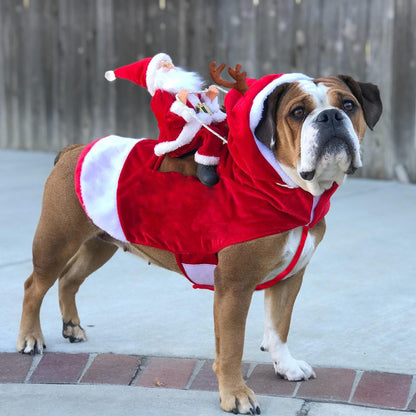 Hund julkläder jultomten ridande rådjur