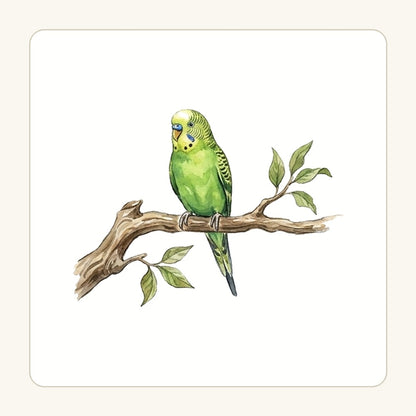 Undulat på gren – transparent PNG-motiv (clipart)