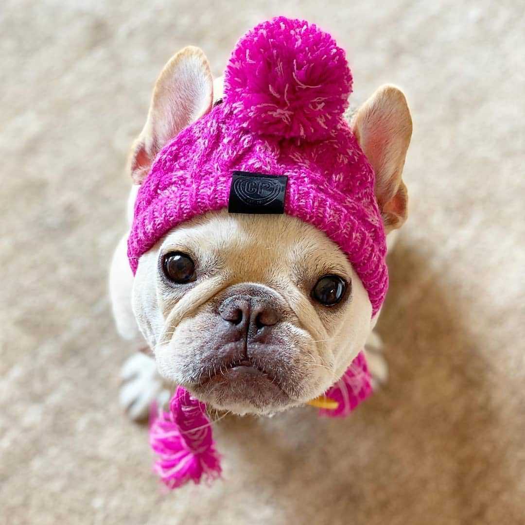 Pälsboll Varm och vindtät fluffig bollstickningsmetod Dog Fighting Hat