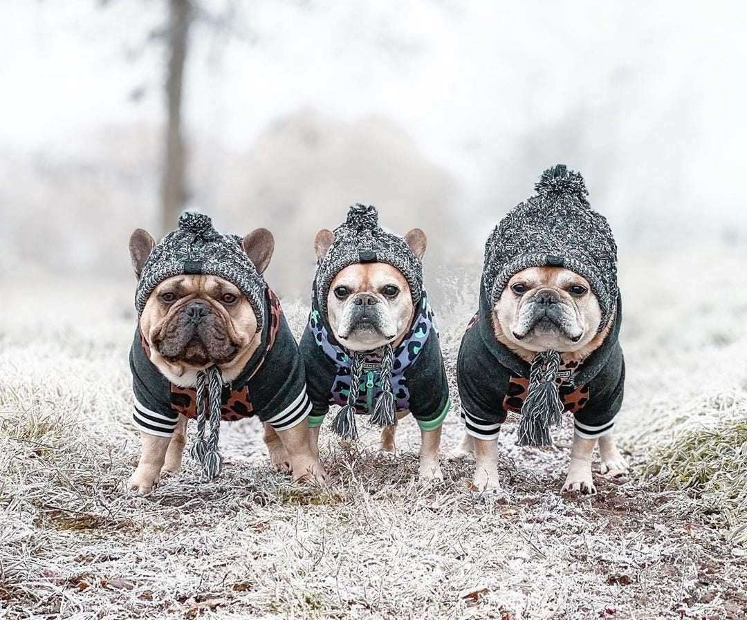 Vinter mode hund hatt Vindtät fluffig stickade polar Pom Hatt 