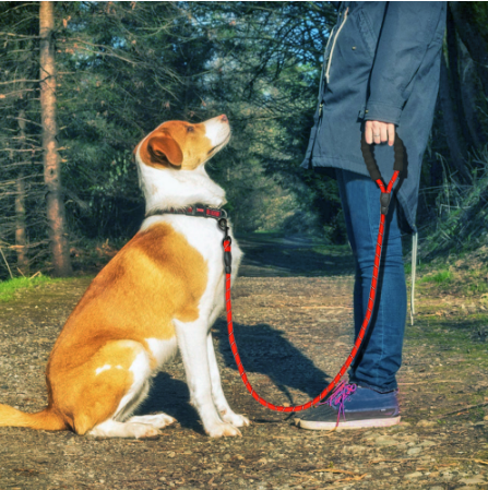 Reflekterande hundkoppel Nylon hundkoppel för sällskapsdjur för små medelstora hundar Walking Training Pet Suppiles