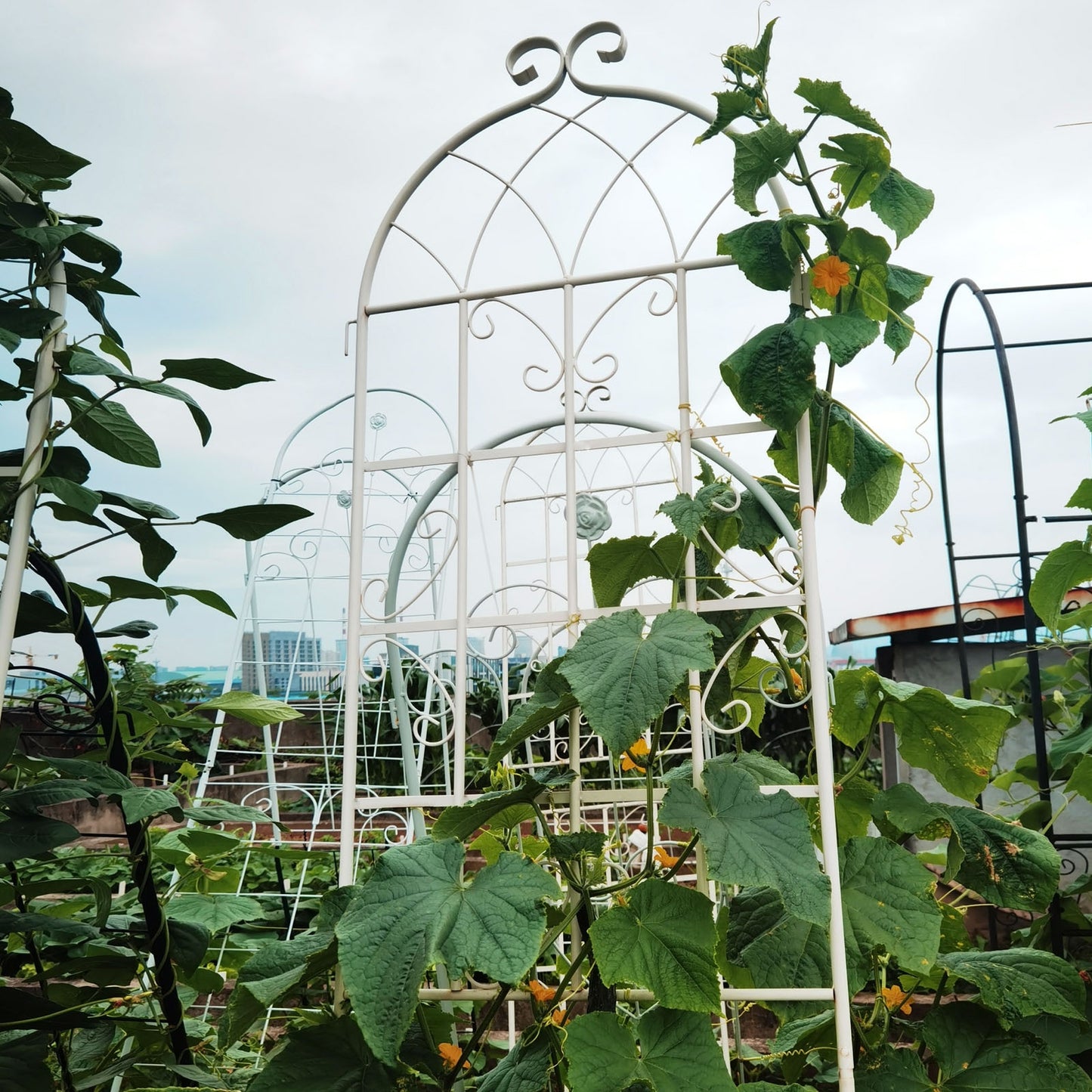 4 Pack Metal Garden Trellis 86.7x19.7 Rustproof For Climbing Plants Outdoor