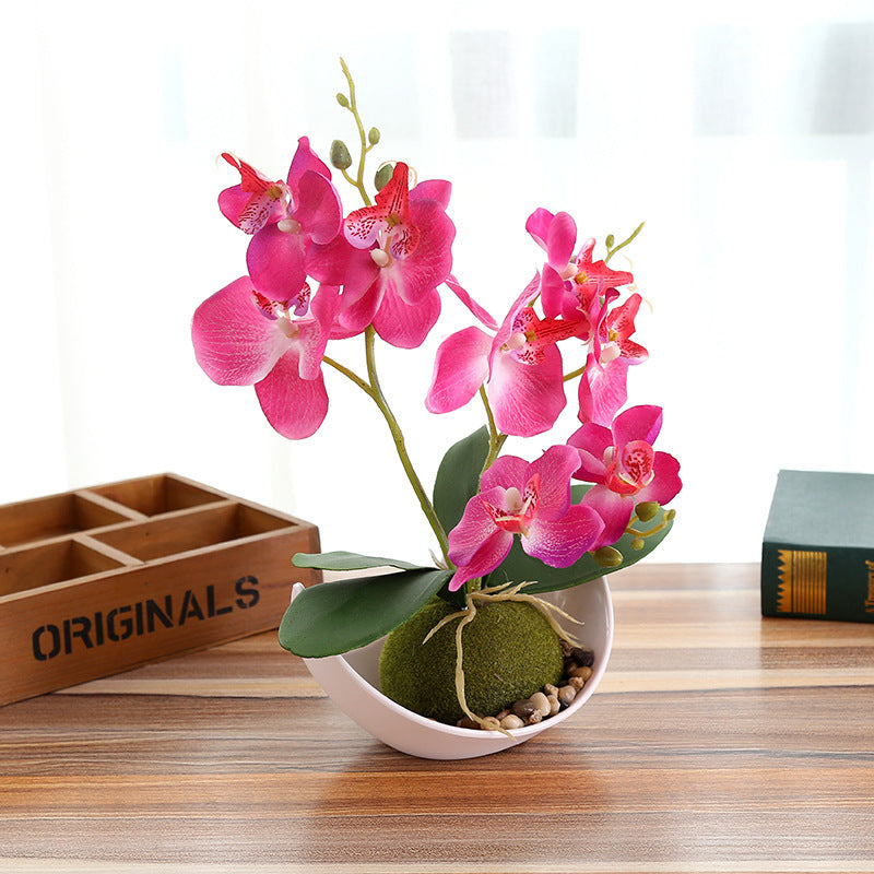 Decorative Plants