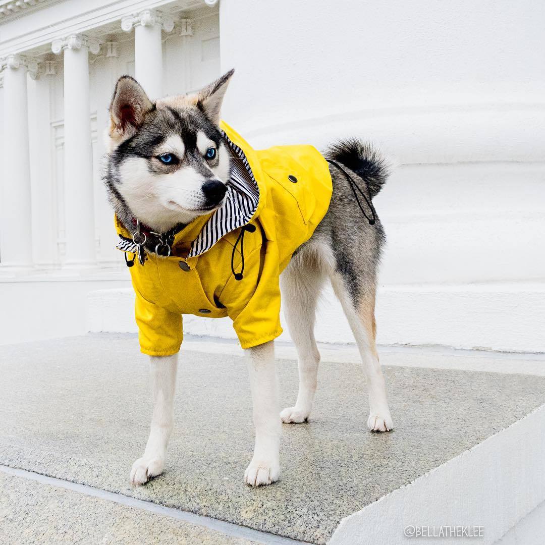 Hund Regnrock Husdjurskläder Hundkläder Regnvatten