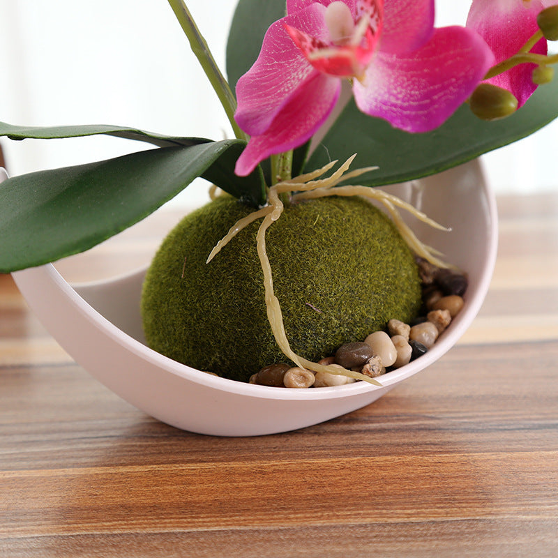 Decorative Plants