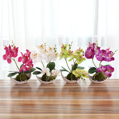 Decorative Plants