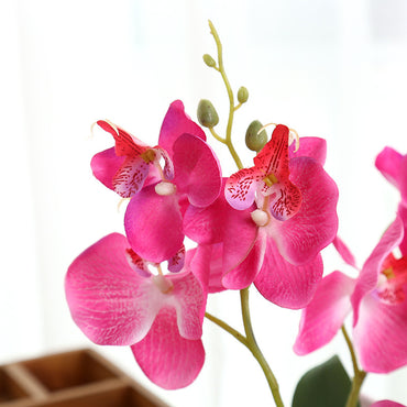 Decorative Plants