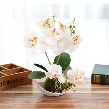 Decorative Plants